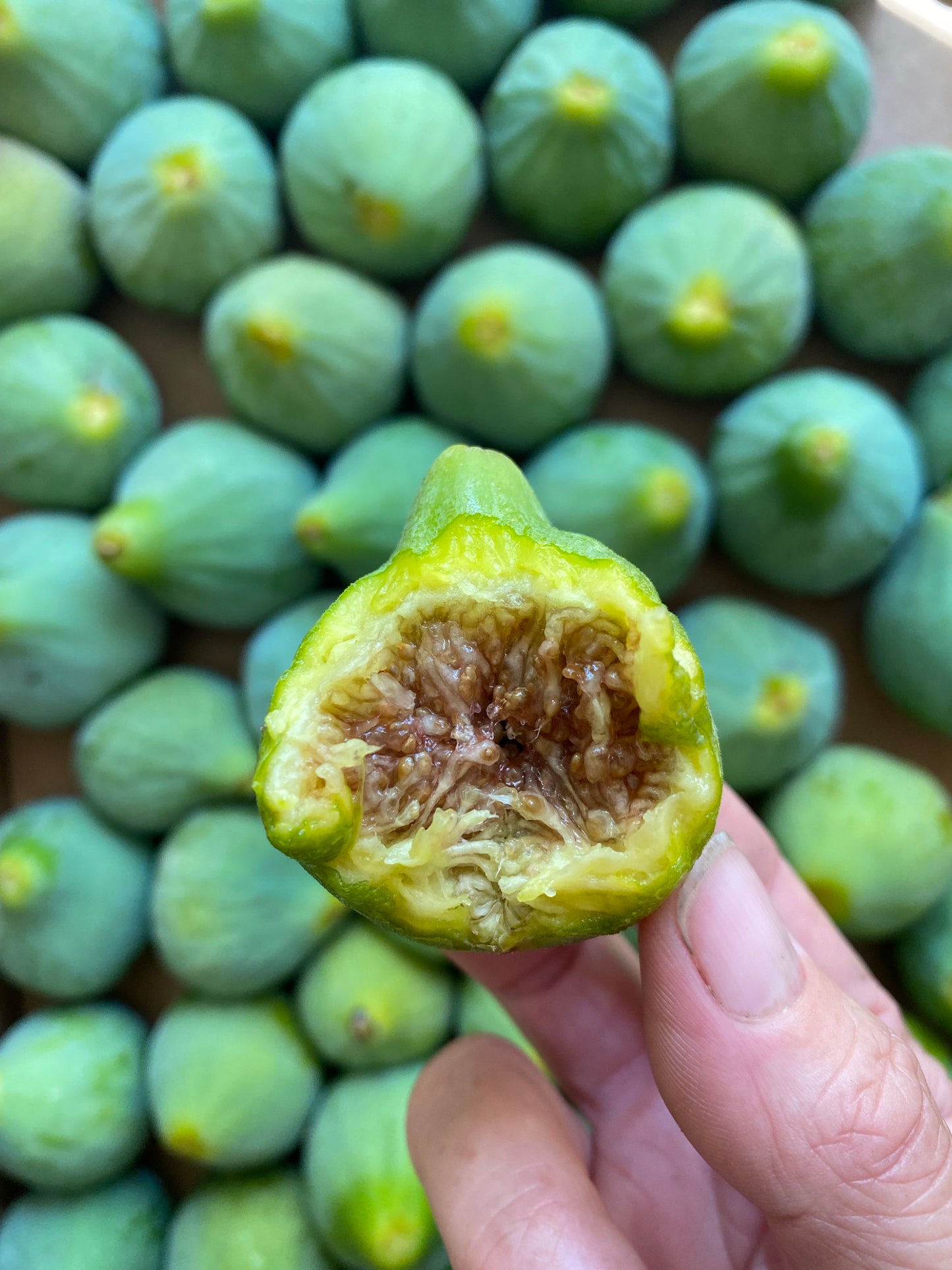 Preserve the Season Online Course - Summer