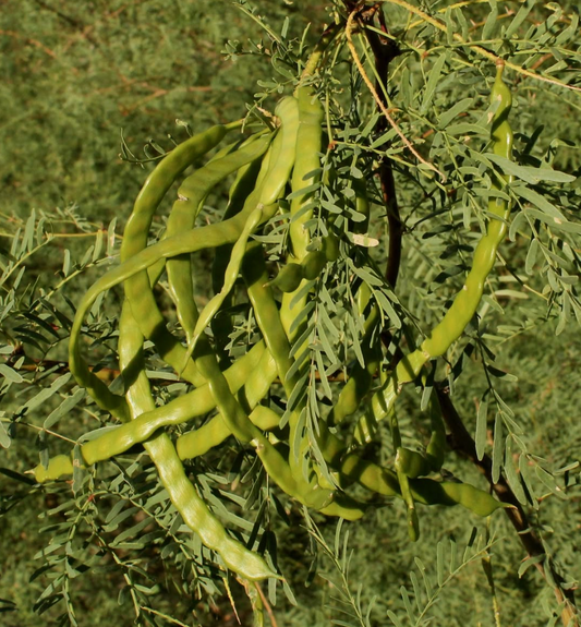 Desert Baking with Sarah Owens