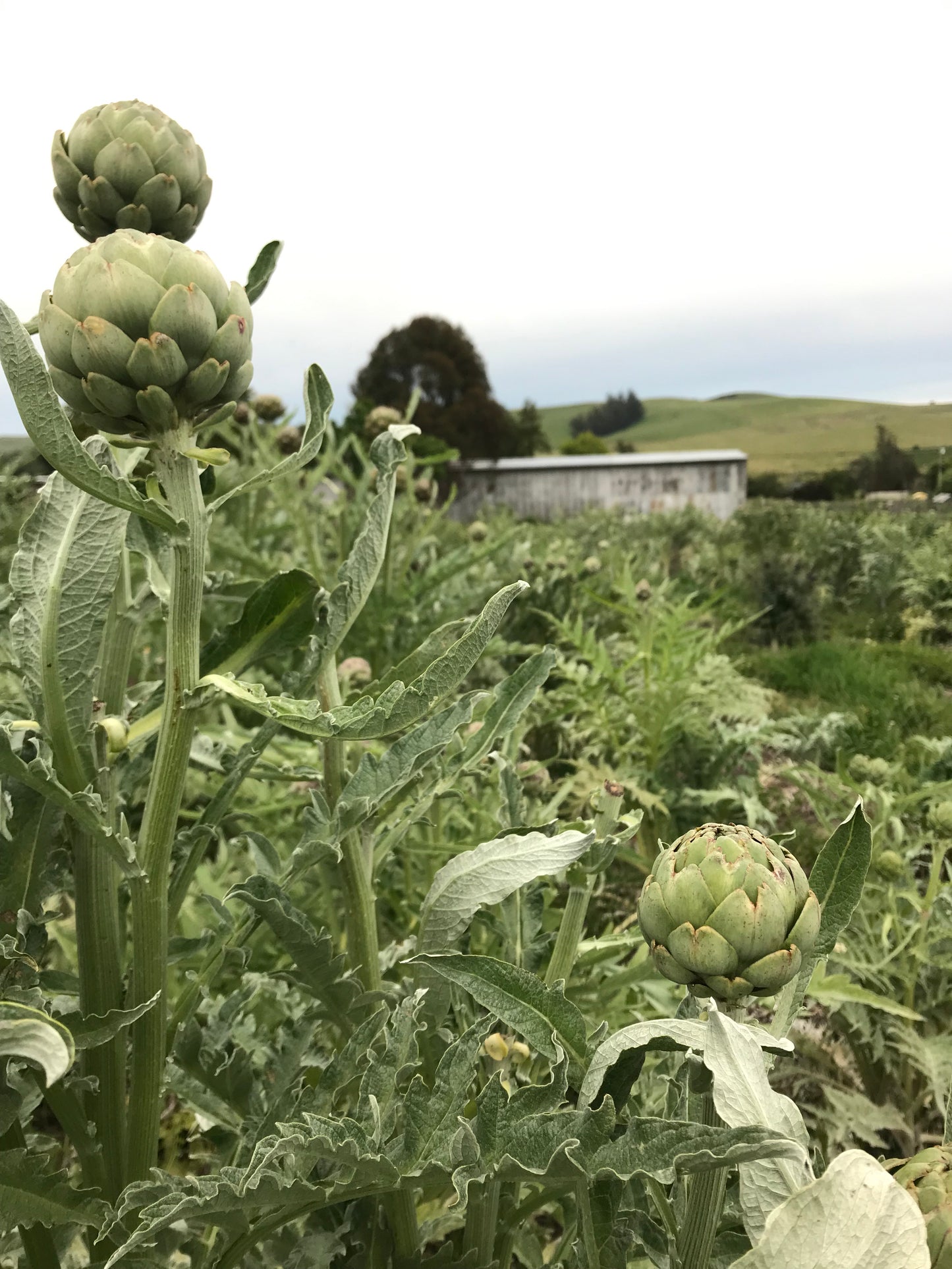 Preserve the Season Online Course - Summer